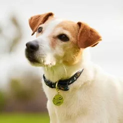 Disney Critters Dog Collar -OUTLET HALLOWEEN SHOP 6504048310005M 2